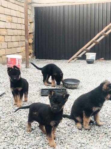 xaski bala: Alman çoban iti, 1 ay — 7