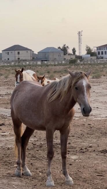 ərəb dovşanı: Dişi, Ərəb, il: 3 — 2