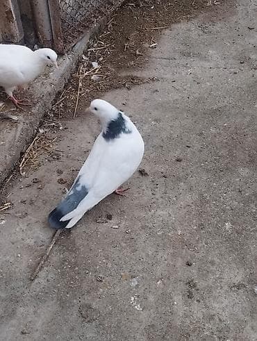 balaca pisik satisi: Salam təmiz qan ağ baş tam sağlam — 7