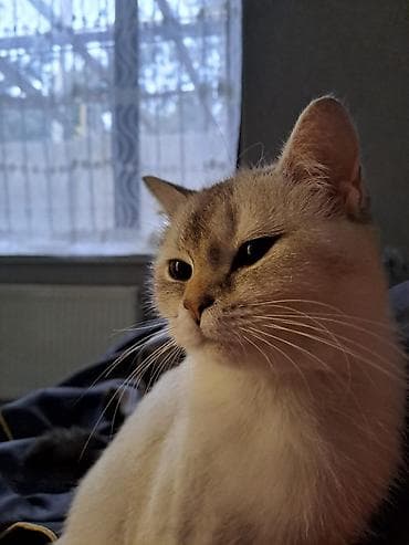 imisli yemi: Britan, Dişi, Yaxşı əllərə, Ünvandan götürmə, Ödənişli çatdırılma — 3