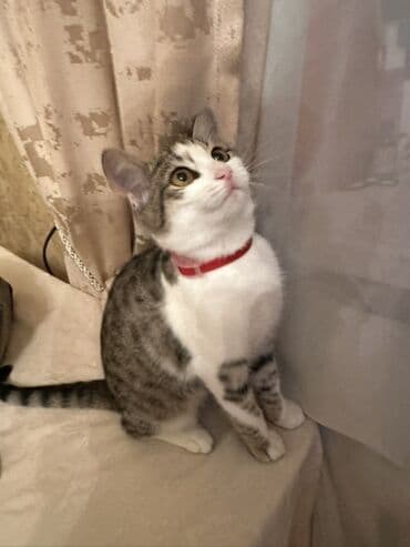 pişik üçün daraq: Dişi, Yaxşı əllərə, Ünvandan götürmə — 7