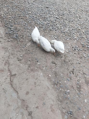 lavanda ördək: Kalduk ördəkləridi balacadılar göyərçin boyda olur. 1 xoruz 2 fərədi — 2