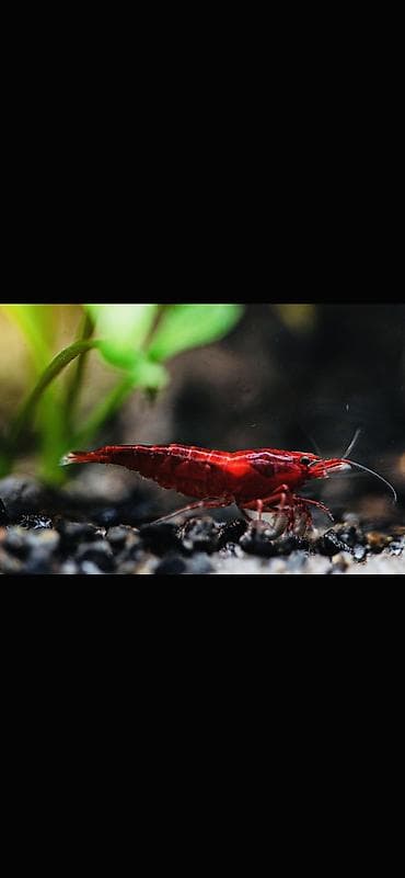 Аквариумные аксессуары и принадлежности: Akvaryum üçün dekorativ krivetqa – rəngli Neocaridina növləri. 10 — 8