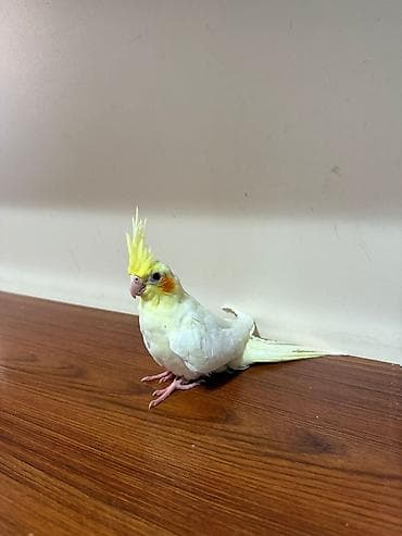 keci seki: 1 i ereke 1 disi olan korella balalari satisa cixdi real alicilar — 2