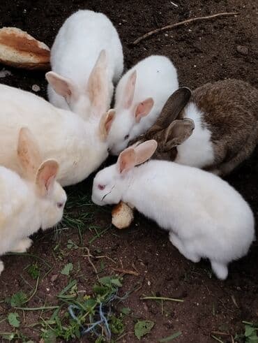 ucuz toyug: Satılır,meşə dovşanı ilə calaqları olub, ağ və boz ətlikqırmızı göz — 2