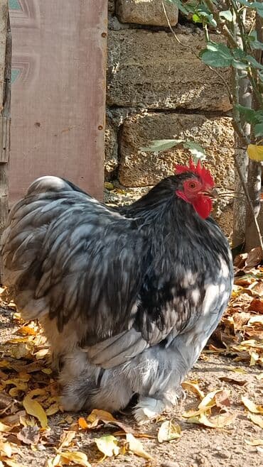 inək satılır: Məhsul: Cins xoruz karlik koxin xoruz satılır 50azn Təsvir: - Böyük — 5