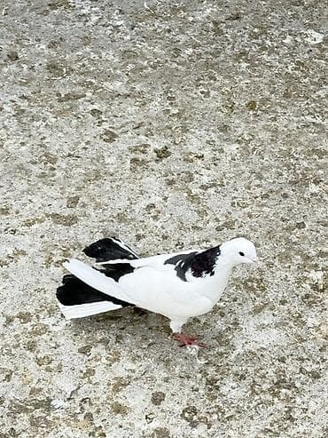 bulbul quşu: Göyercinler boynu gulu eni quyruq tam saqlam — 5