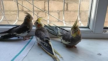 Korella balalari satilir 4-5 aykiqdilar ele oyresibler 4 ededi biri — 4