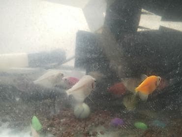 dib balıqları: TETRA BALİGİ ‼️BİRİ 2 AZN‼️
FERGLİ RENGLERİ VAR — 2