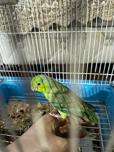 muhabbet quş: Yaşıl papağan – cütlük növündən xırda ölçülü, əl öyrəşmiş ev quşu — 3