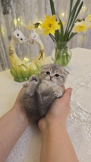 Pişiklər: Şotland — 8