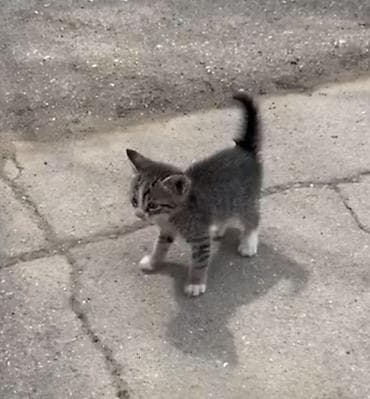 Tabbi, Yaxşı əllərə