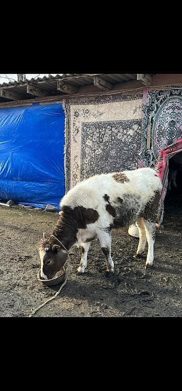 ucuz dana: Satılır: Cins dana.şarole,simental,holştyen Xüsusiyyətlər: - Yaş — 4