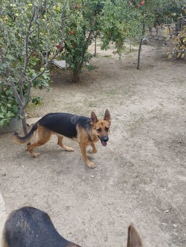 çoban iti: Alman çoban iti, Dişi, Peyvəndli — 1