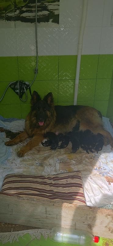 afcarka balasi qiymetleri: Alman çoban iti, Erkek — 5