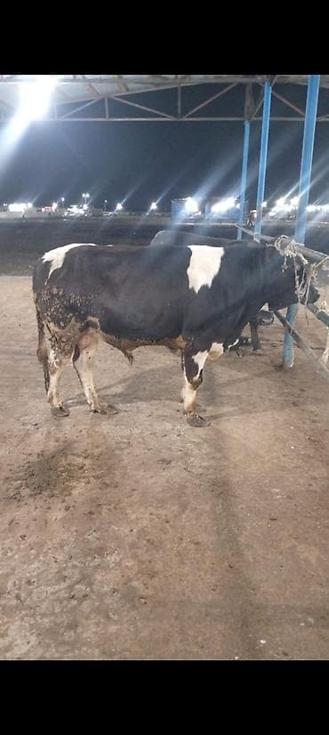 satdiq danalar: Salam aleykum kim isdese desin super kök 2 baş erkey danalarımız dı — 2