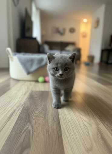 sarı pişik: Şotland, Erkək — 1