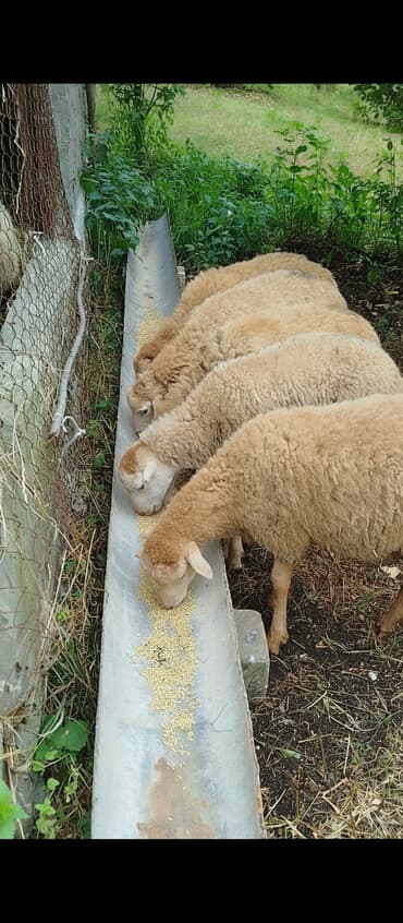 Dovşanlar: Məhsul: erkək quzular Təsvir: - Şəkillərdə kənd şəraitində — 1