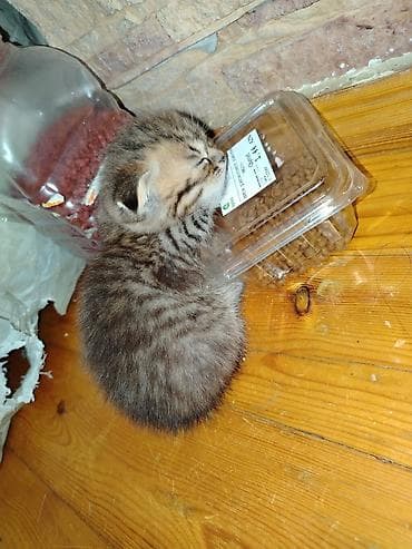 Pişiklər: Şotland yastı qulaq, Erkək, Yaxşı əllərə, Ünvandan götürmə — 4