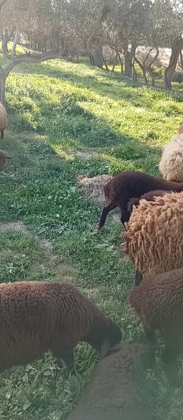 Mal-qara: Qoyun sürüsü Təsvir: - Şəkillərdə təbii otlaqda otlayan lalafo.az -da Mal-qara: Qoyun sürüsü Təsvir: - Şəkillərdə təbii otlaqda otlayan