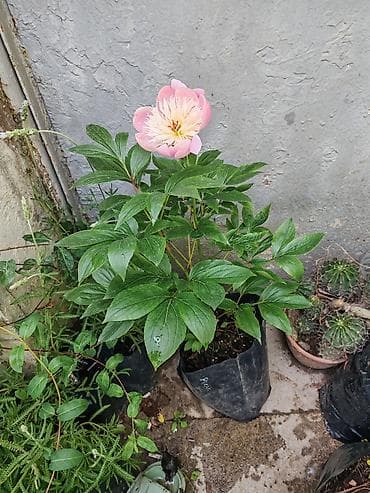 pion gulu: Sort pionlar satılır. - Növ: Bağ pionları (herbaceous peony), sortlu — 2