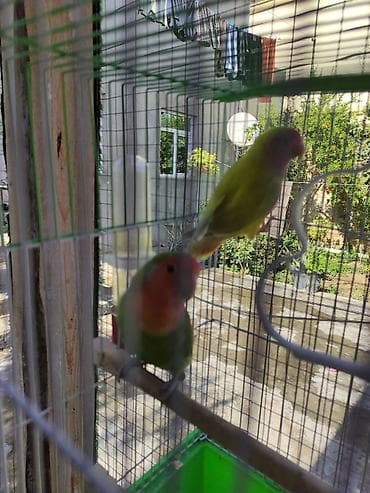 qırğı quşu: Nerazlucnik tutuquşu sevgi quşu erkey disi 2 eded erkey disi Temiz — 3