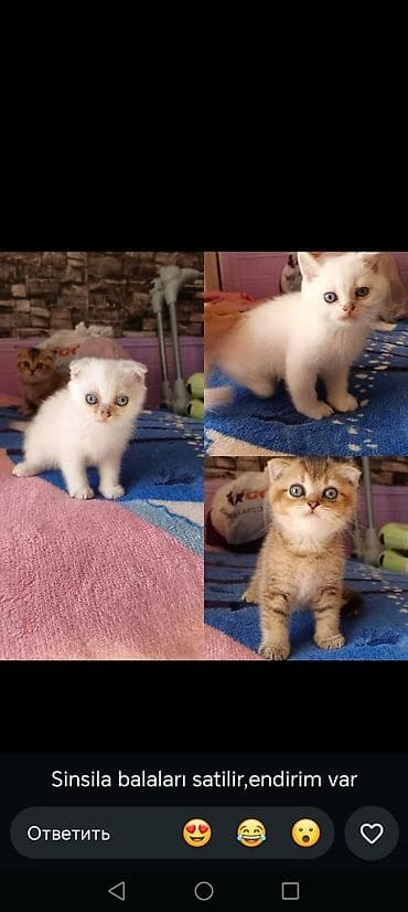 Şinşilla lalafo.az -da Şinşilla