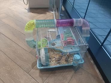 hamster satış: Hamster ailəsi yuva ile birge satilir.umumilikde 6 sı kicik olmaqla 12 — 7