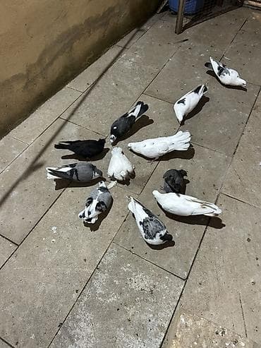 ətlik dovşan: 11 dene quwdi 7 si dekarativ 4 u sadedi Xirdalandadi tek tek ayri — 1