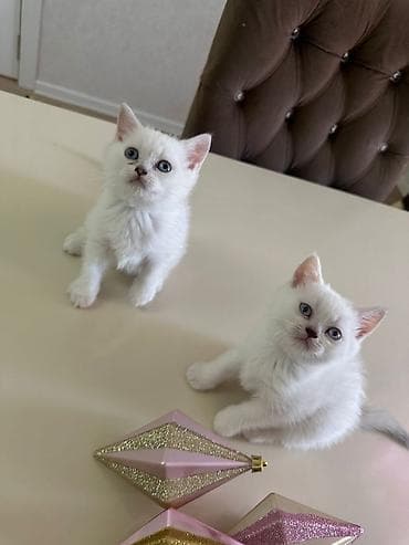 Britan, Yaxşı əllərə