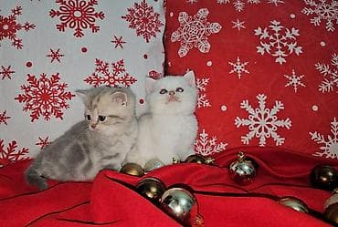 qold pişik: Britan — 4