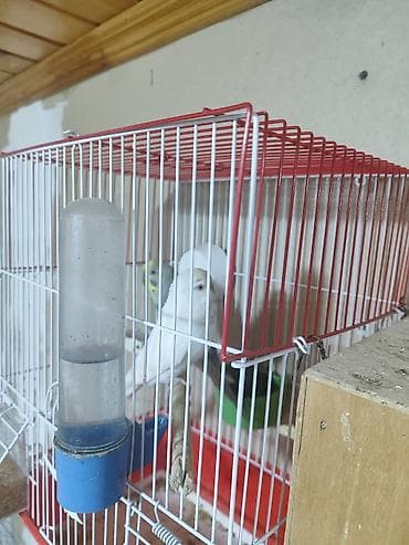 karella tutuquşu: Iki cüt bala verməyə hazır cüt. bir cütü 30manata. Savxoz Ramanada — 2