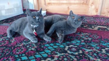 золотая шиншилла баку: Britan, Erkək, Dişi, Ödənişli çatdırılma — 4