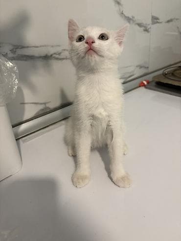 it pişik: Türk anqora, Yaxşı əllərə, Ünvandan götürmə — 6