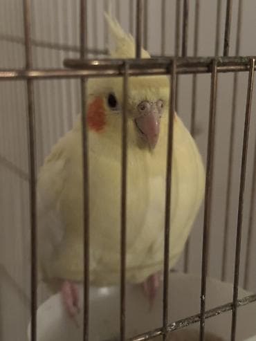 quş qaz: Nymph paraket (cockatiel) – sarı/albino tonlarında, yanaqlarda narıncı — 1