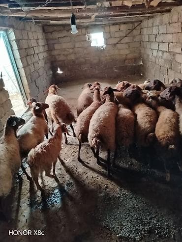 mal qara qusar: Obşi 27 baş heyvan di 22 baş qoyun 2 Erkey toğulu 3 de cepiş ətraflı — 9