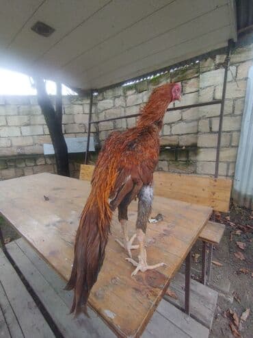 аксессуары и одежда для собак: Mayın 24 çixib indi indi üz alır Ana atası meydan heyvanıdır temiz — 4