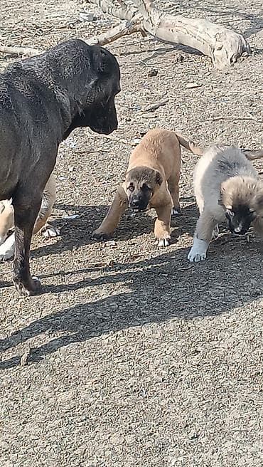 ördək neçə günə bala çıxarır: Kanqal — 1