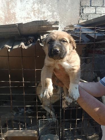 bala it: Qafqaz çoban iti, 2 ay, Erkek, Peyvəndli, Rayonlara çatdırılma — 7