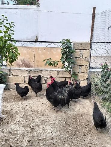 Alam sorti toyoqlar 2 xoruz 9fərə hərgün yumurt dayır isdəyən ələqə