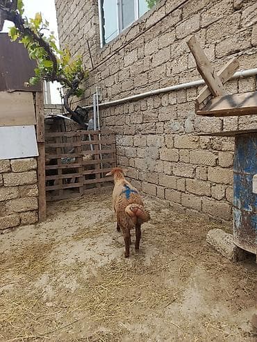 Qurbanlığa yarayır erkəylər kəsim üçün super quzulardı heyetde — 1