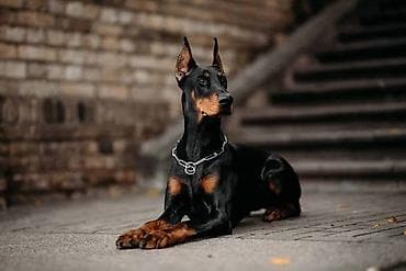 qurd basar itleri: Doberman — 4