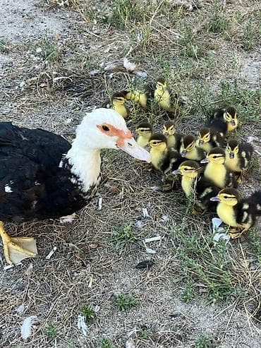 K/t heyvanları və malları: Satılır: ördək balaları ilə birlikdə Balaları 5 günlükdür. 13 ədəd — 1