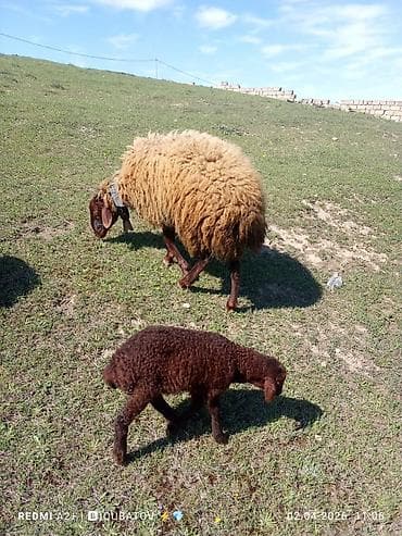 agdam xoruzu gence: Erkey toğulu satılır istəyən olsa yazsın video sun atım baxın real — 9