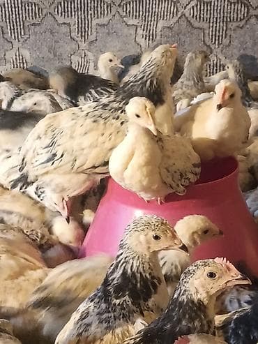 toyuq: Toyuq cücələri, Ətlik — 9