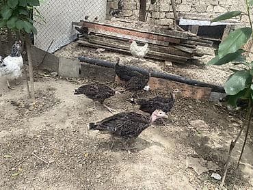 it damı: Məhsul: Türki balaları (pavlin/hinduşka cücələri) Təsvir: - — 2