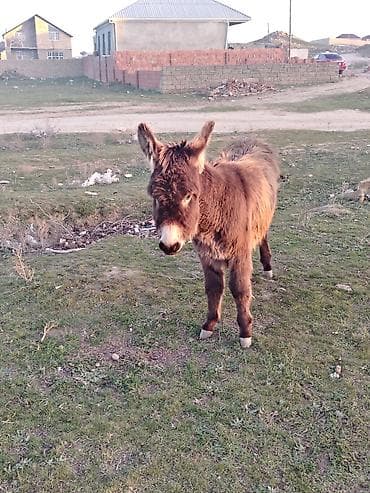 Balıqlar: Salam esseyler satlir ana baladi anasi bogazdir — 2