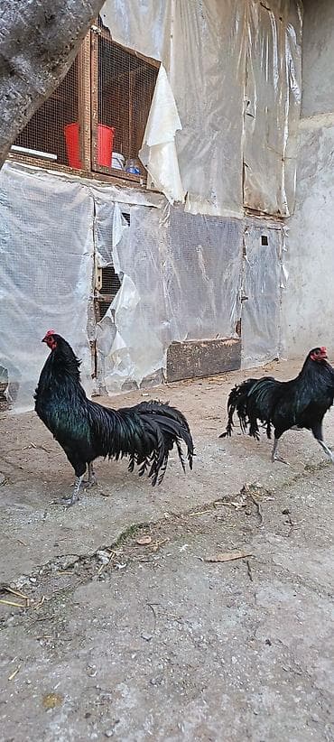 Satılır: Sumatra qara rəngli uzun quyruqlu xoruzlar bir ədədi 80azn