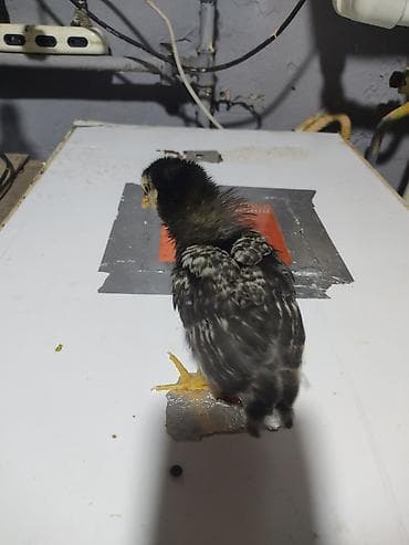 balaca ağ itlər: Australorp Xarkaov cucelerin
Sifarişi — 5