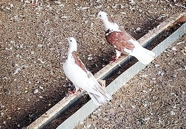 quş: Temiz Bakı enli quyruqları 20 dene heyvandi kom satılır Öz — 3